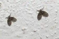Midges In The Kitchen Photos And Names