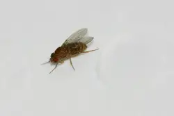 Midges дар ошхона суратҳо ва номҳои