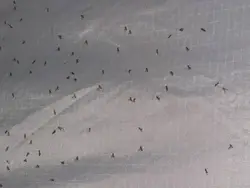 Mətbəxdəki midges fotoşəkilləri və adları