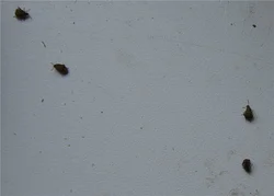 Midges in the kitchen photos and names