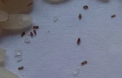 Mətbəxdəki midges fotoşəkilləri və adları