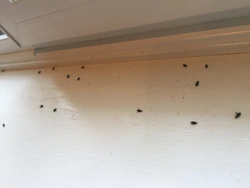 Midges in the kitchen photos and names