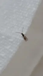 Midges in the kitchen photos and names