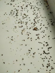 Oshxonadagi midges fotosuratlari va nomlari