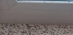Mətbəxdəki midges fotoşəkilləri və adları
