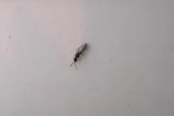 Midges Дар Ошхона Суратҳо Ва Номҳои