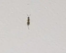 Mətbəxdəki Midges Fotoşəkilləri Və Adları