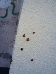Midges Дар Ошхона Суратҳо Ва Номҳои