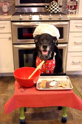 Kitchen funny photos