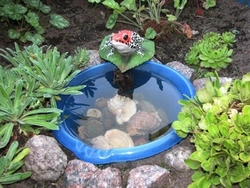 Pond baths photo