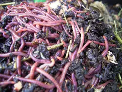 Bath worms photo