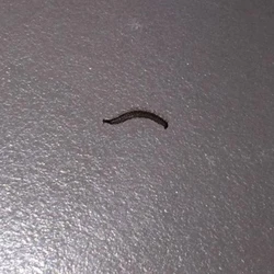 Bath worms photo