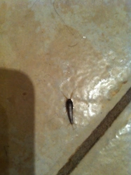 Bath worms photo