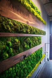 Moss in the kitchen interior
