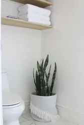 Plants in the bathroom photo