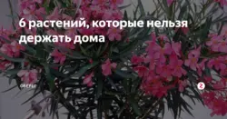 Фото цветов которые нельзя ставить в спальне