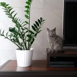 Фото цветов которые нельзя ставить в спальне