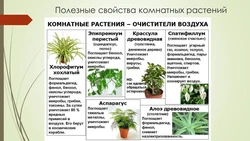 Фото Цветов Которые Нельзя Ставить В Спальне