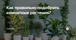Photos of flowers that should not be placed in the bedroom