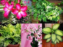 Фото цветов которые нельзя ставить в спальне
