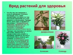 Фото цветов которые нельзя ставить в спальне