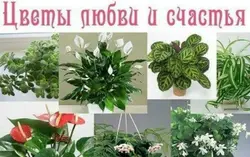 Аксҳои гулҳо, ки набояд дар хоб ҷойгир карда шаванд