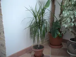 Photos of flowers that should not be placed in the bedroom