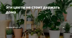 Фото цветов которые нельзя ставить в спальне