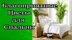 Жатын бөлмесіне қоюға болмайтын гүлдердің фотосуреттері