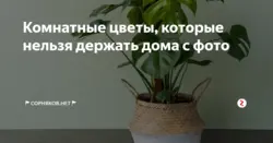 Photos of flowers that should not be placed in the bedroom