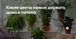 Жатын бөлмесіне қоюға болмайтын гүлдердің фотосуреттері