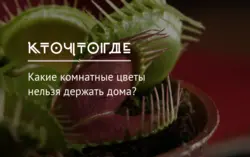 Санаттар 