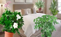 Photos of flowers that should not be placed in the bedroom