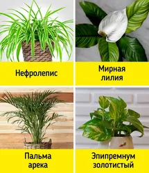 Фото цветов которые нельзя ставить в спальне