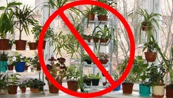 Photos of flowers that should not be placed in the bedroom