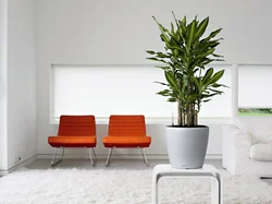 Outdoor flowers in the living room interior