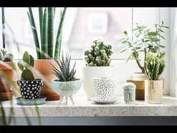 Flowers In Pots In The Kitchen Photo