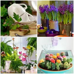 Indoor Flower For The Kitchen Photo
