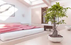 Аксҳои гулҳои дарунӣ барои аксҳои хоб