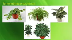 Shade-tolerant indoor plants for the hallway photo