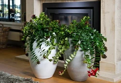 Shade-tolerant indoor plants for the hallway photo