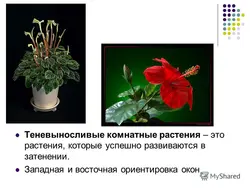 Теневыносливые комнатные растения для прихожей фото