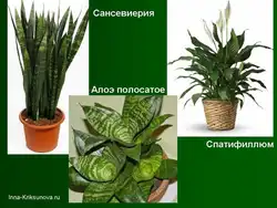 Теневыносливые Комнатные Растения Для Прихожей Фото