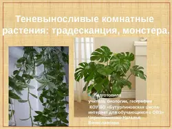 Дәліздегі фотосурет үшін көлеңкеге төзімді жабық өсімдіктер