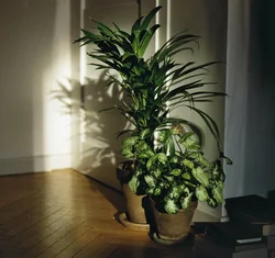 Shade-tolerant indoor plants for the hallway photo