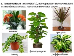 Koridor fotoşəkili üçün kölgəyə davamlı qapalı bitkilər