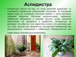 Shade-loving indoor plants for the hallway names and photos