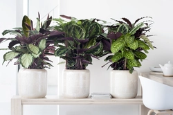 Shade-loving indoor plants for the hallway names and photos