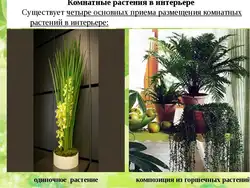 Тенелюбивые Комнатные Растения Для Прихожей Названия И Фото