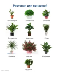 Shade-loving indoor plants for the hallway names and photos